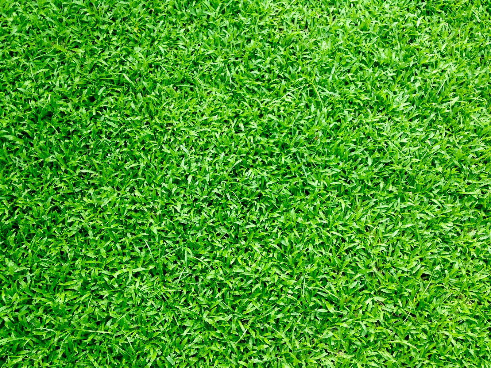 The Top Car Models Shaping the Employment and Job Market in the USA